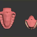 Anatomical Dental Models of Oral Organs Showing Upper Lower Jaws with Tooth Details