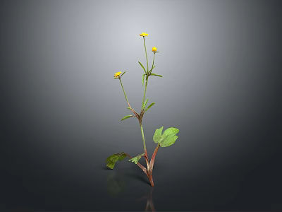 Green Leaf Plant With Yellow Small Flowers And Red Green Stems On Gray Background 3d model