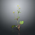 Green Leaf Plant With Yellow Small Flowers And Red Green Stems On Gray Background