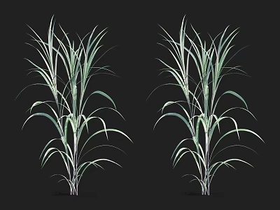 Aquatic Plants With Long Slender Green And White Striped Leaves Against Black Background 3d model