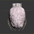 3D Human Head Organ Anatomical Model With Detailed Spine Structure 3d model