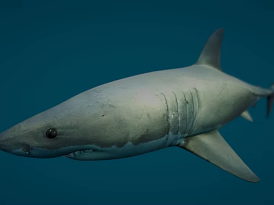 Gray Shark Swimming In Blue Ocean Water With Sharp Fins And Smooth Body 3d model