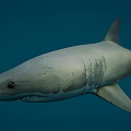 Gray Shark Swimming In Blue Ocean Water With Sharp Fins And Smooth Body