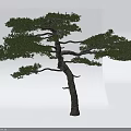 Lush Green Pine Tree with Curved Trunk and Natural Branches on White Background