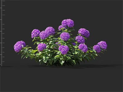 Beautiful Vibrant Purple Hydrangea Flowers With Lush Green Leaves In Cluster 3d model