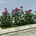Pink Hydrangea Flowers In Stone Planter With Blue Sky Background