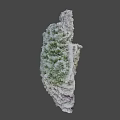 Unique Green And White Coral With Intricate Textured Natural Structure
