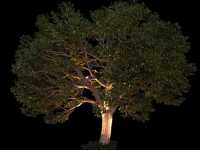 Lush Arbor Showcasing Dense Green Foliage Strong Trunk and Natural Shape Isolated on Black Background 3d model
