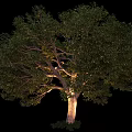 Lush Arbor Showcasing Dense Green Foliage Strong Trunk and Natural Shape Isolated on Black Background