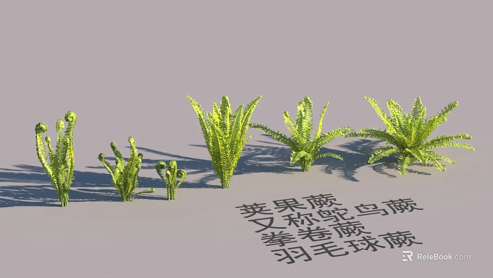 Garden Landscape With Various Fern Types Including Osmunda Tectaria Sphenomeris Dennstaedtia And Adiantum 3d model 