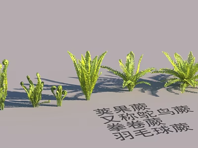 Garden Landscape With Various Fern Types Including Osmunda Tectaria Sphenomeris Dennstaedtia And Adiantum 3d model