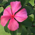 Pink Flower With Green Leaves And Fresh Petals In Natural View