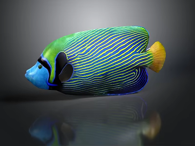 Colorful Striped Angelfish With Green Blue Body And Yellow Tail On Dark Background 3d model