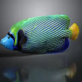 Colorful Striped Angelfish With Green Blue Body And Yellow Tail On Dark Background