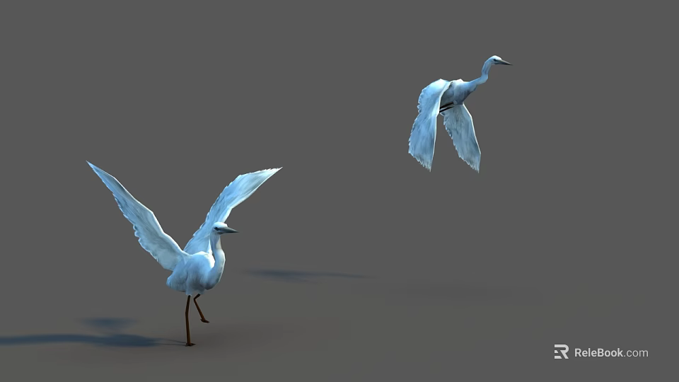 Two White Egrets One Preparing To Take Flight And One In Flight Against Gray Background 3d model 
