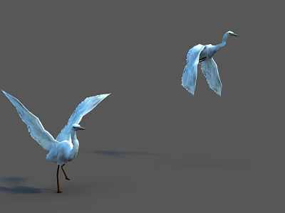 Two White Egrets One Preparing To Take Flight And One In Flight Against Gray Background 3d model