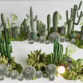 Various Types of Succulent Plants With Different Shapes and Green Foliage