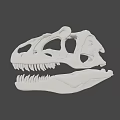 White Skull Model With Detailed Structure And Sharp Teeth Decorative Art Piece