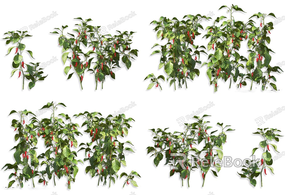 Millet Pepper Pepper Vegetable Shrub Plant Seedlings Red Pepper Wild Vegetable Shrub Flower Vegetable Shrub Plant model