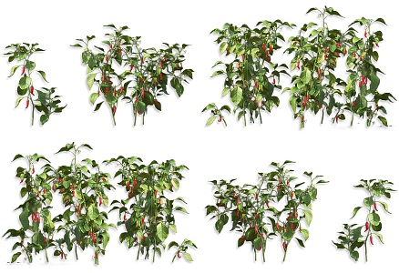 Millet Pepper Vegetable Shrub Plant Seedlings Red Pepper Wild Vegetable Shrub Flower Vegetable Shrub Plant 3d model