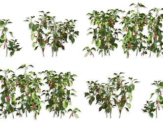 Millet Pepper Vegetable Shrub Plant Seedlings Red Pepper Wild Vegetable Shrub Flower Vegetable Shrub Plant 3d model