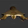 Brown Softshell Turtle With Long Neck And Webbed Feet On Gray Gradient Background 3d model