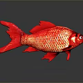 Vibrant Red Aquatic Fish With Shiny Scales Tail Fins And Reflection On Dark Background