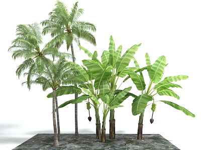 Tropical Palm And Banana Trees With Lush Green Leaves And Tall Trunks 3d model