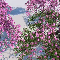 Beautiful Flowering Trees With Pink Blossoms And Shadow Effects In Landscape