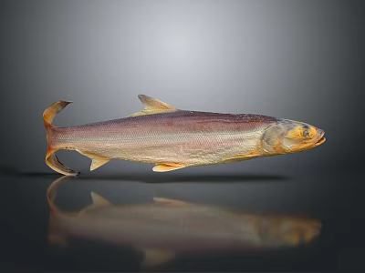 Long kiss fish eel marine life aquatic life fish fin fish scale biology fish freshwater fish marine fish animal game animal 3d model