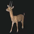 Realistic Standing Antelope With Long Horns And Brown Coat In Natural Pose