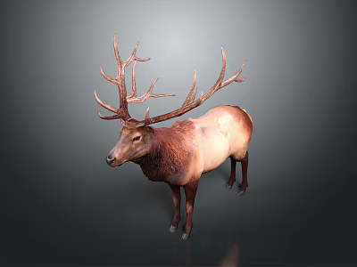 Realistic 3D Deer Model In Standing Pose With Large Antlers And Brown Coat 3d model