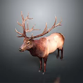Realistic 3D Deer Model In Standing Pose With Large Antlers And Brown Coat