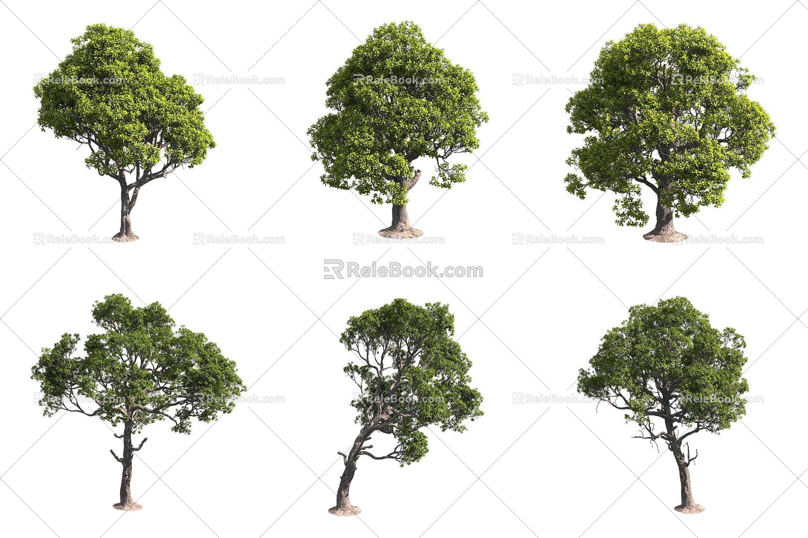 Hawaiian Iron Tree 3d model