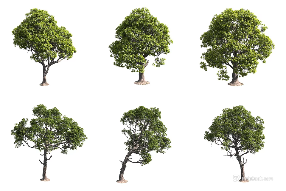 Various Natural Shapes of Trees with Green Leaves and Lush Foliage 3d model 