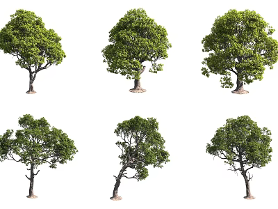 Various Natural Shapes of Trees with Green Leaves and Lush Foliage 3d model