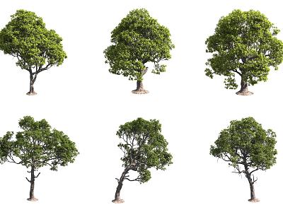 Hawaiian Iron Tree 3d model