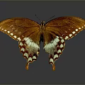 Brown Butterfly With White Spots On Wings And Reflection On Gray Background