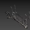 Realistic Cow Skeleton 3D Model with Detailed Anatomical Structure and Horns 3d model