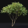 Two Acer Ginnala Trees 2.6 to 3.3 Meters Tall with Lush Green Foliage