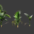 Various Green Tropical Plants With Lush Leaves And Different Growth Sizes