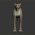 Cheetah With Yellow Fur And Black Spots In Standing Posture On Dark Background With Reflection
