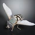 Black and white striped fly with transparent wings perched on black background