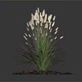 Green Grass Like Plant With White Spikelets And Brown Mulch On Dark Background