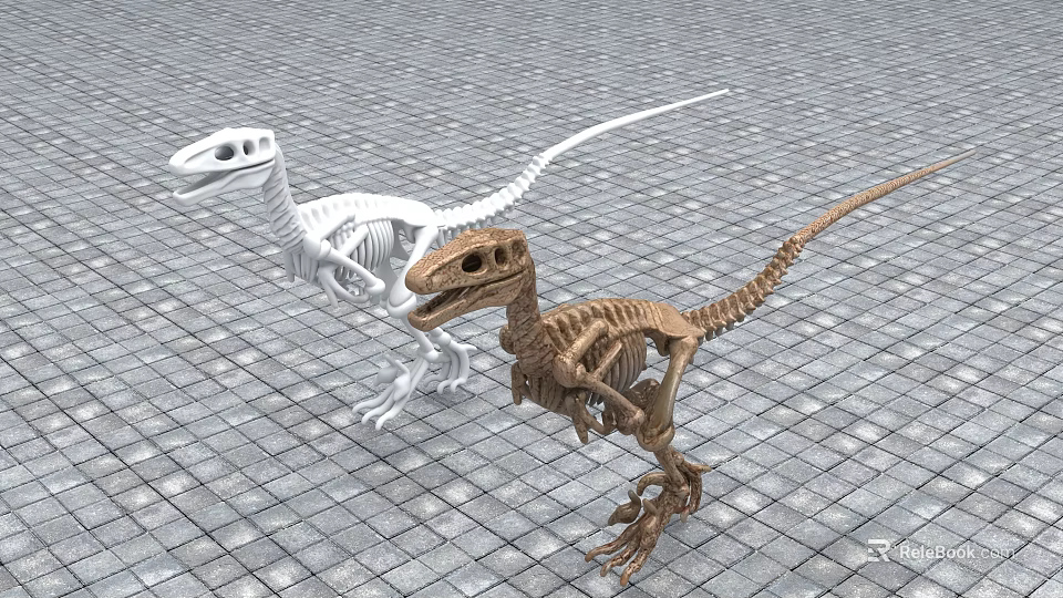 Two Dinosaur Skeletons White and Brown Displayed on Gray Brick Floor 3d model 