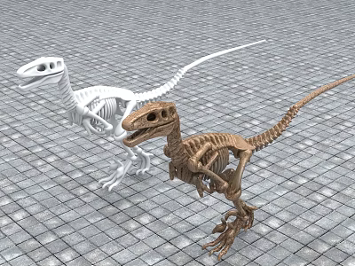 Two Dinosaur Skeletons White and Brown Displayed on Gray Brick Floor 3d model
