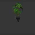 Lush Green Monstera Plant In Black Pot On Black Metal Stand