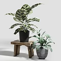 Diverse Potted Plants With Variegated Leaves Slender Grasses And Metal Ceramic Pots On Wooden Stand