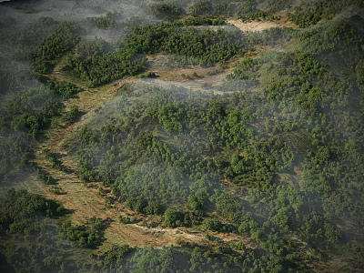 Aerial View of Lush Arbor Forest Stretching Across Misty Green Terrain 3d model