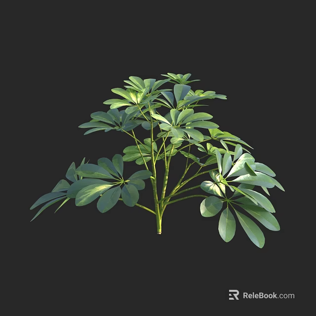 Lush Green Plant With Multiple Branches And Broad Leaves On Black Background 3d model 